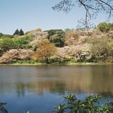 桜山