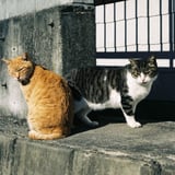 えのニャン