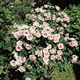 薔薇苑