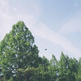 カラス