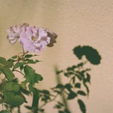 ミニ薔薇