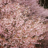 豆桜
