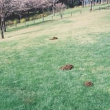 土竜
