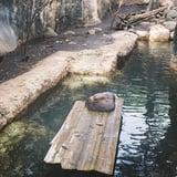 カワウソ団子