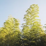 竹林