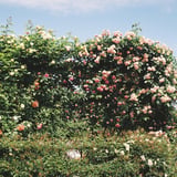 薔薇苑
