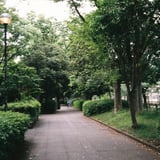 木陰道