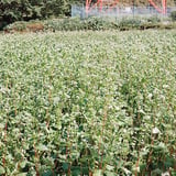 蕎麦