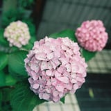 紫陽花