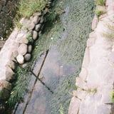 川藻