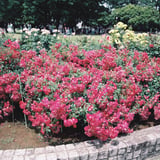 薔薇苑