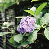 紫陽花