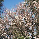 保土ヶ谷公園の梅