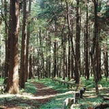 市民の森