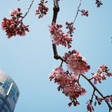 枝垂れ桜