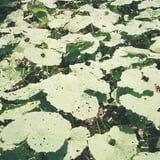 蕗
