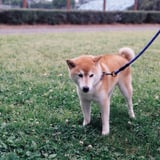 シバ