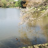 湖畔
