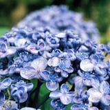 紫陽花