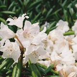 石楠花