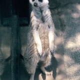 ミーアキャット