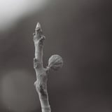 Fig