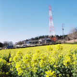 菜花