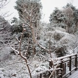 雪の朝