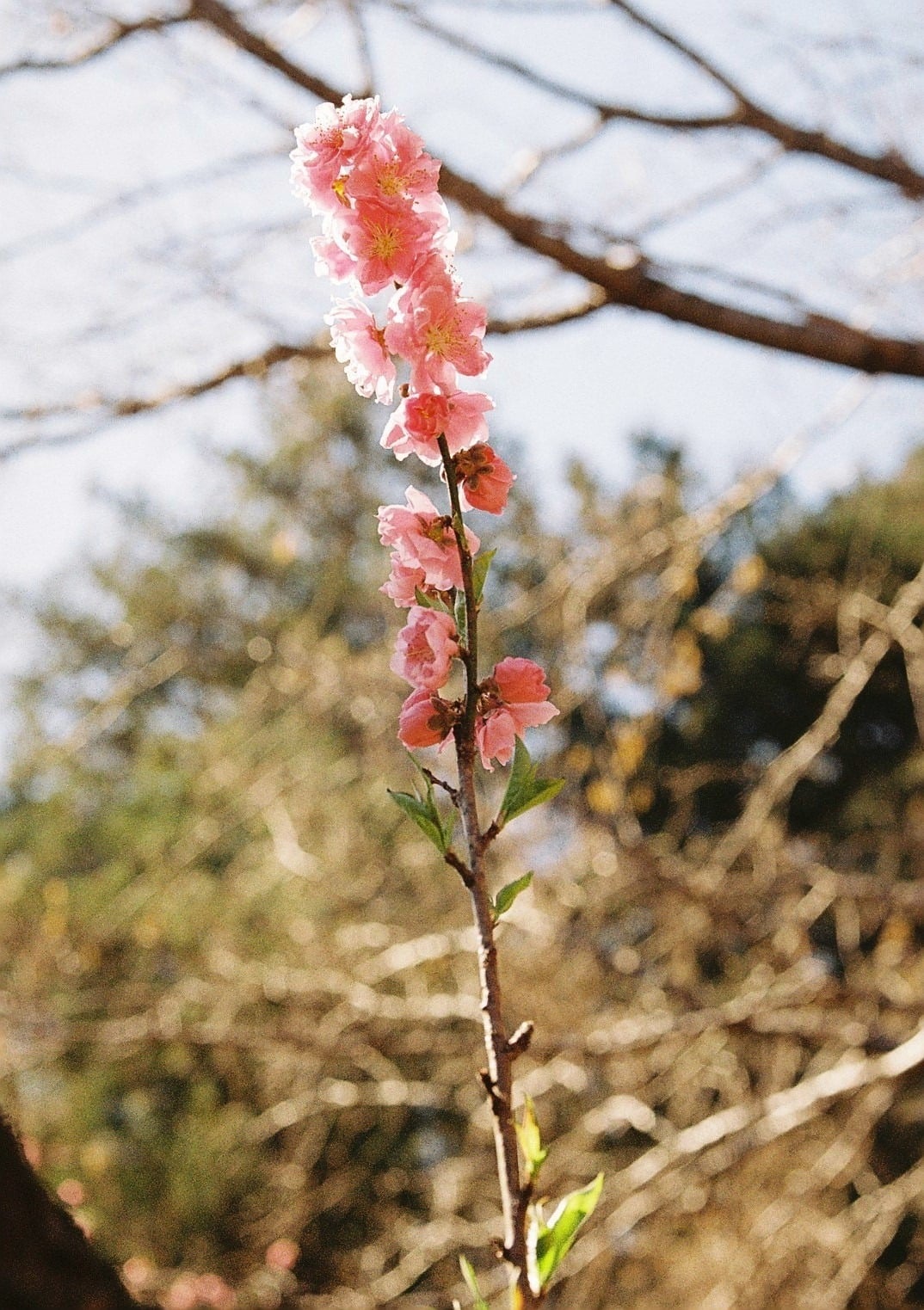 桃