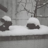 雪兎？