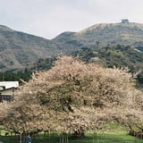一本桜