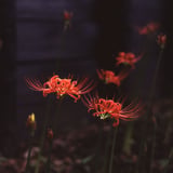 曼珠沙華