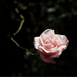 秋薔薇
