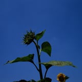 waiting for thd sun