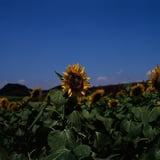 someday in the sunflower field