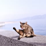 Small life