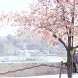 Sakura no Onomichi