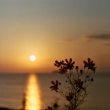 Cosmos in the setting sun