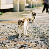Wild cats