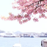 Sakura Iro no Umikaze