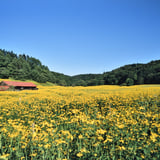 Primeval flower garden