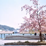 Sakura no Onomichi