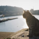 Miokuri neko