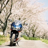 sakuragawa
