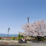 Sakura side road