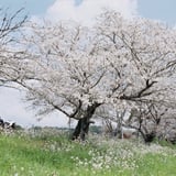 Spring river side