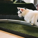 猫と新幹線