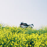 Spring yellow