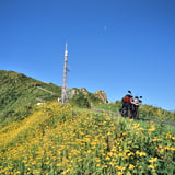 Flowery hill