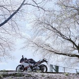 Sakura holiday